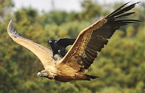 Klik op de afbeelding voor een grotere versie

Naam:  crow-vulture.jpg‎
Bekeken: 262
Grootte:  33,7 KB
ID: 74442
