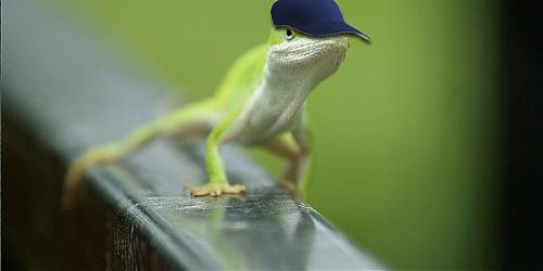 Klik op de afbeelding voor een grotere versie

Naam:  lizard.jpg
Bekeken: 128
Grootte:  79,7 KB
ID: 101560