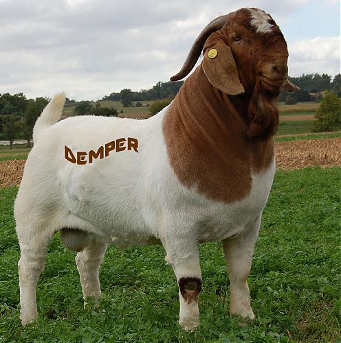 Klik op de afbeelding voor een grotere versie

Naam:  demper.jpg
Bekeken: 67
Grootte:  577,5 KB
ID: 103891