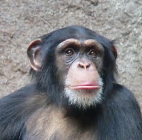 Naam: chimp.jpg
Bekeken: 326
Grootte: 13,8 KB