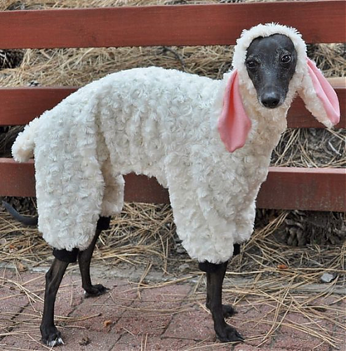 Klik op de afbeelding voor een grotere versie

Naam:  sheepdog.png
Bekeken: 278
Grootte:  588,0 KB
ID: 106912