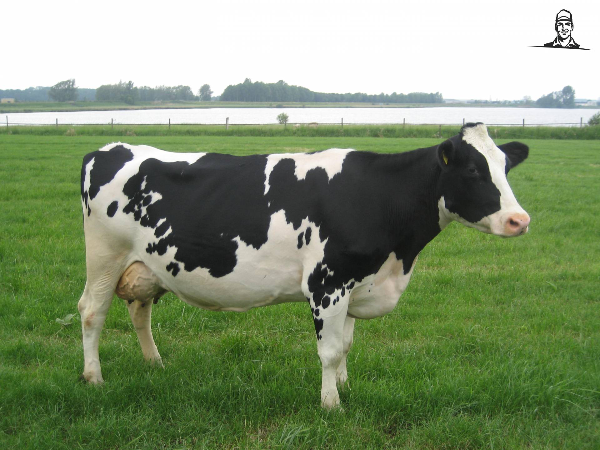 Naam: 4471-koe.jpg
Bekeken: 2941
Grootte: 268,3 KB