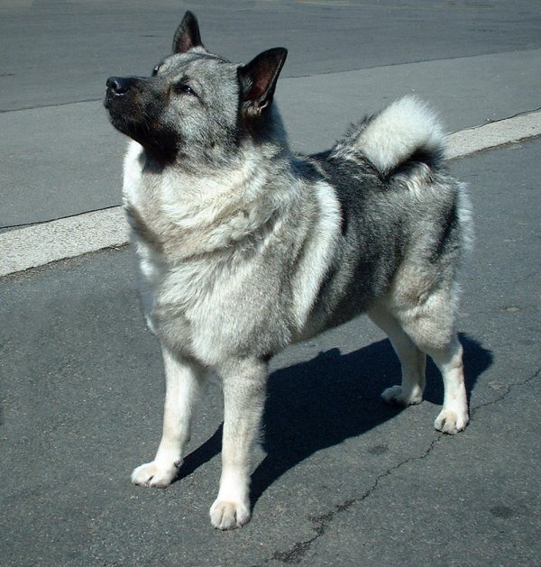 Naam: Norwegian_Elkhound.jpg
Bekeken: 84
Grootte: 93,9 KB