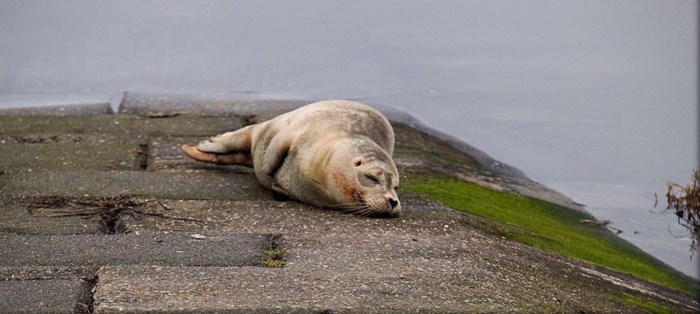 Naam: zeehond.jpg
Bekeken: 164
Grootte: 52,2 KB