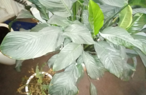 Naam: plants-300.png
Bekeken: 651
Grootte: 117,8 KB