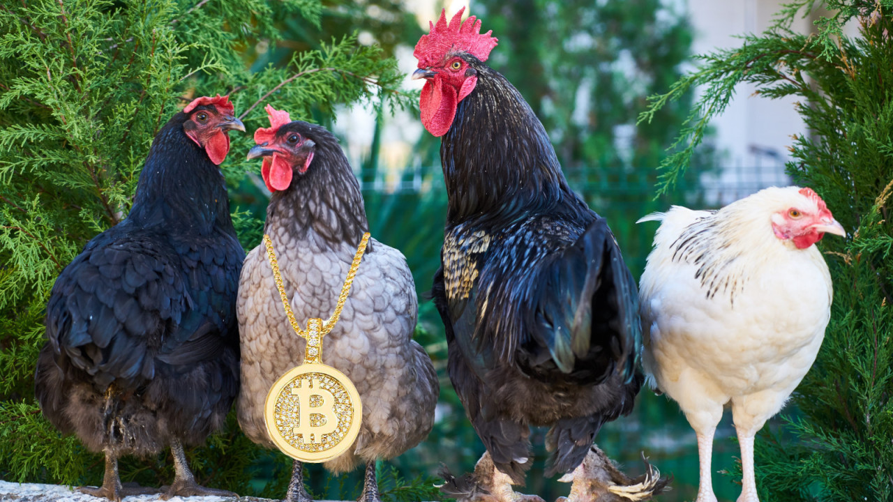 Naam: chicken.jpg
Bekeken: 1854
Grootte: 342,2 KB