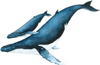 Naam: whale-and-baby.png
Bekeken: 203
Grootte: 9,9 KB