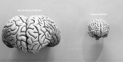 Naam: whale-vs-human-brain-400w.jpg
Bekeken: 1238
Grootte: 16,2 KB
