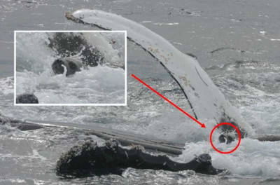 Naam: animal-saved-by-whale.jpg
Bekeken: 306
Grootte: 44,5 KB