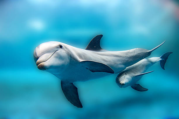 Naam: dolphin.jpg
Bekeken: 313
Grootte: 24,6 KB