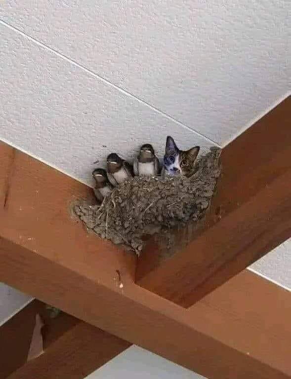 Naam: 2B98F332-F093-4A90-A79D-4E085D84354C.jpeg
Bekeken: 255
Grootte: 71,4 KB