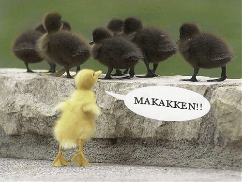 Klik op de afbeelding voor een grotere versie

Naam:  makakken.gif
Bekeken: 493
Grootte:  353,2 KB
ID: 13425
