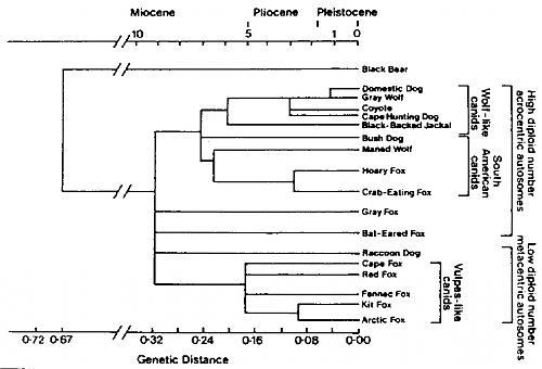 Klik op de afbeelding voor een grotere versie

Naam:  hondachtigen.jpg
Bekeken: 1581
Grootte:  110,5 KB
ID: 14219