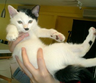 Naam: cat.bmp
Bekeken: 536
Grootte: 258,8 KB
