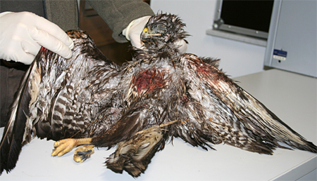 Naam: geschotenbuizerd_01.jpg
Bekeken: 160
Grootte: 135,4 KB