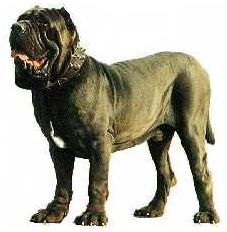 Naam: hond.JPG
Bekeken: 44
Grootte: 11,6 KB