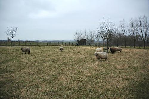 Klik op de afbeelding voor een grotere versie

Naam:  schapen.JPG
Bekeken: 56
Grootte:  159,2 KB
ID: 19182