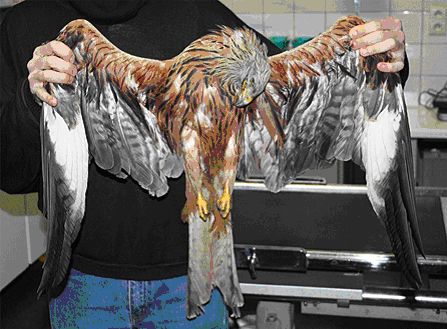 Naam: vogel1.jpg
Bekeken: 2376
Grootte: 38,9 KB