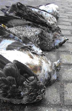 Naam: vogel2.jpg
Bekeken: 1429
Grootte: 33,9 KB