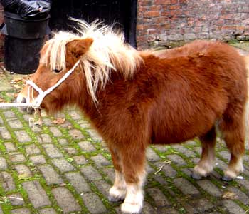 Naam: gallery%5CCentres%5Cliverpool%5Ccroxtethponynov05.jpg
Bekeken: 202
Grootte: 20,4 KB