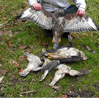 Naam: vogel3.jpg
Bekeken: 163
Grootte: 72,0 KB