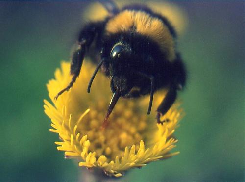 Klik op de afbeelding voor een grotere versie

Naam:  Hommel.jpg
Bekeken: 183
Grootte:  60,5 KB
ID: 22517