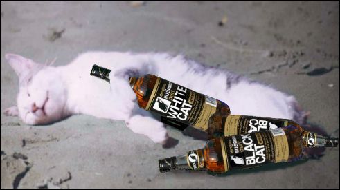 Naam: drunk-cat-whiskey-small.jpg
Bekeken: 59
Grootte: 24,4 KB