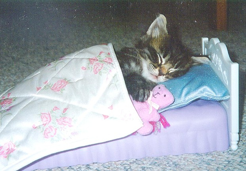 Naam: funny_cat_pictures_005.jpg
Bekeken: 426
Grootte: 102,0 KB