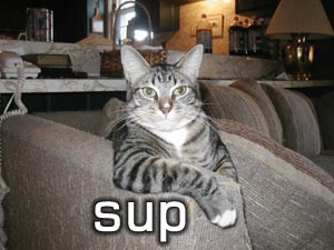 Naam: funny_cat_pictures_037.jpg
Bekeken: 421
Grootte: 33,0 KB