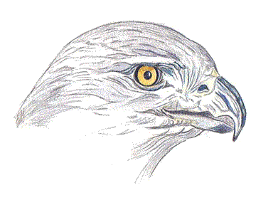 Naam: hawk3.gif
Bekeken: 142
Grootte: 16,8 KB
