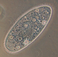 Naam: 250px-Paramecium.jpg
Bekeken: 61
Grootte: 17,7 KB