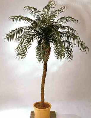 Naam: phoenix-palm-de-luxe.jpg
Bekeken: 108
Grootte: 13,8 KB