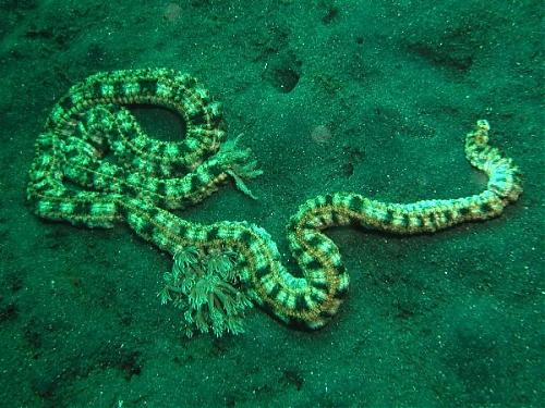 Naam: animal.jpg
Bekeken: 49
Grootte: 47,2 KB