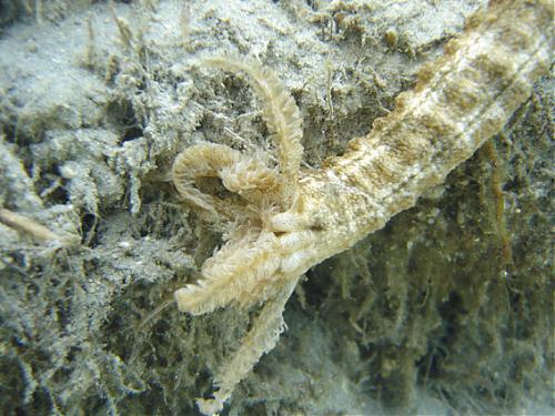 Naam: dier.jpg
Bekeken: 37
Grootte: 45,9 KB