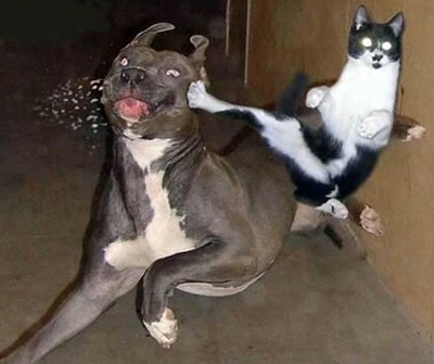Naam: cat_kick.jpg
Bekeken: 169
Grootte: 57,2 KB