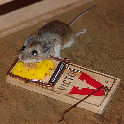 Naam: black-hat-rat.jpg
Bekeken: 297
Grootte: 22,1 KB