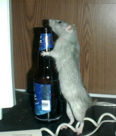 Naam: drunk_rat.jpg
Bekeken: 238
Grootte: 22,4 KB