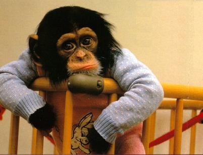 Naam: monkey20sad.jpg
Bekeken: 74
Grootte: 20,6 KB