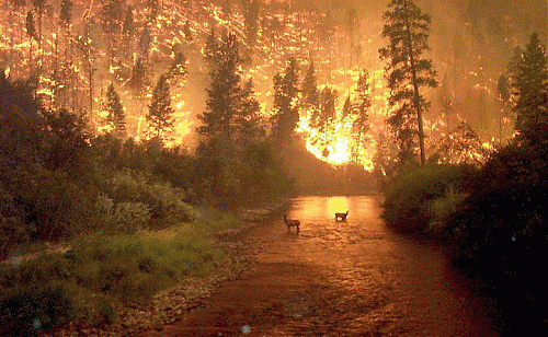 Klik op de afbeelding voor een grotere versie

Naam:  MontanaFire.gif
Bekeken: 204
Grootte:  217,5 KB
ID: 36357