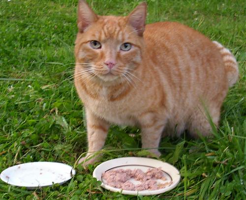 Klik op de afbeelding voor een grotere versie

Naam:  rospoesje.JPG
Bekeken: 110
Grootte:  279,9 KB
ID: 38009