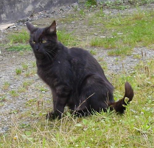 Klik op de afbeelding voor een grotere versie

Naam:  zwartepoes.JPG
Bekeken: 108
Grootte:  146,3 KB
ID: 38010