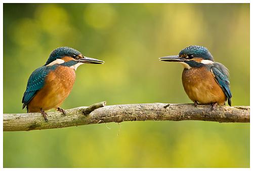 Klik op de afbeelding voor een grotere versie

Naam:  Common%20Kingfisher_V2A0402.jpg
Bekeken: 184
Grootte:  166,0 KB
ID: 38358