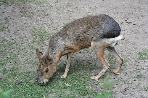 Naam: dier.jpg
Bekeken: 171
Grootte: 52,5 KB