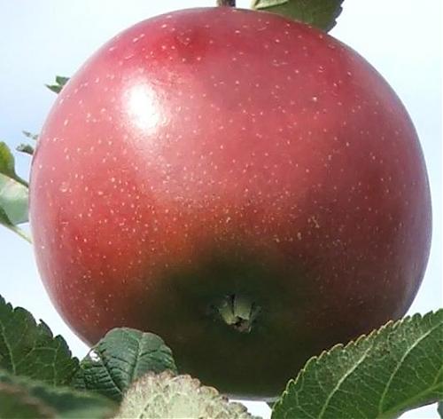Klik op de afbeelding voor een grotere versie

Naam:  appel.jpg
Bekeken: 228
Grootte:  31,1 KB
ID: 38554