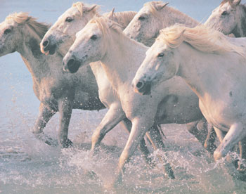 Naam: anonymous-white-horses-9962734.jpg
Bekeken: 193
Grootte: 27,2 KB