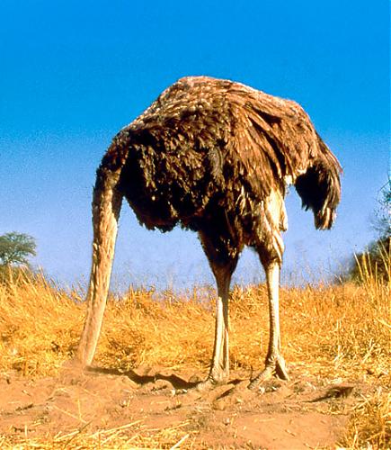 Klik op de afbeelding voor een grotere versie

Naam:  035ostrich_468x538.jpg
Bekeken: 50
Grootte:  102,5 KB
ID: 43874