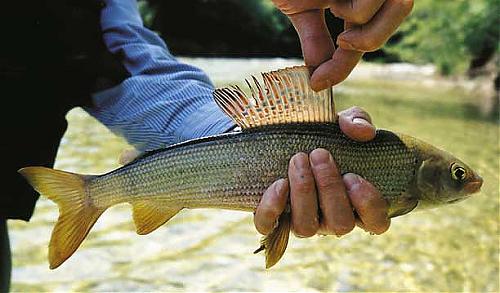 Klik op de afbeelding voor een grotere versie

Naam:  vis1.jpg
Bekeken: 59
Grootte:  68,8 KB
ID: 45975