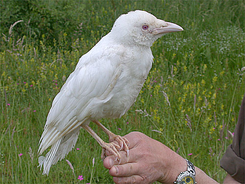 Naam: vogel.jpg
Bekeken: 1809
Grootte: 76,6 KB