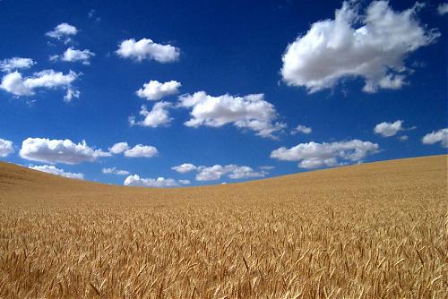 Klik op de afbeelding voor een grotere versie

Naam:  wheat_field.jpg
Bekeken: 101
Grootte:  112,1 KB
ID: 47332
