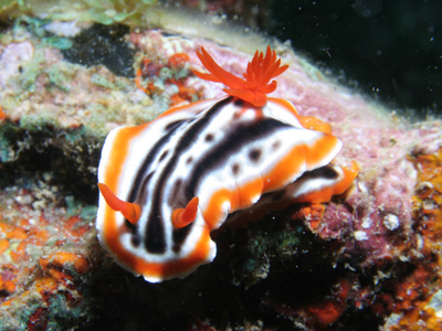 Naam: chromodoris magnifica lantjes.jpg
Bekeken: 117
Grootte: 101,6 KB